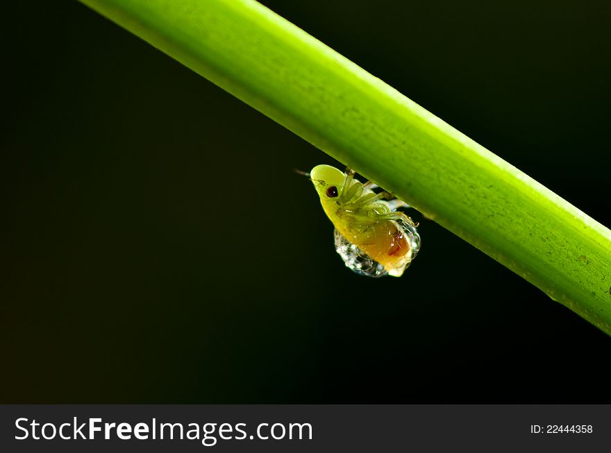 Frog hopper on black background. Frog hopper on black background