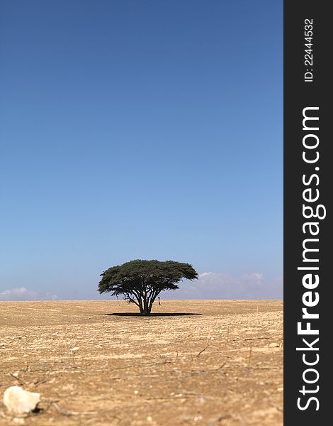 Tree in the desert, sunny day in summer heat