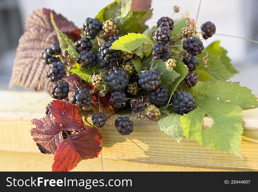 Wild blackberry on the evening sun