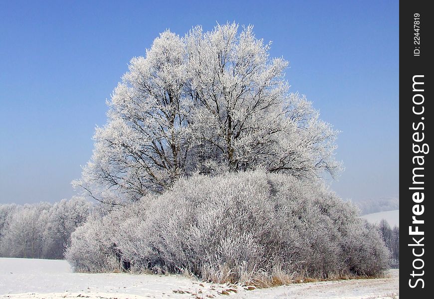 Beautiful winter landscape with frozen trees. Beautiful winter landscape with frozen trees