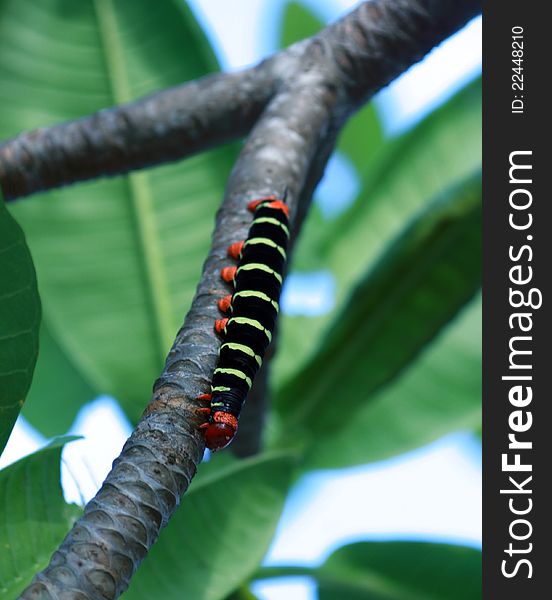 The photo of caterpillar en Panama republic