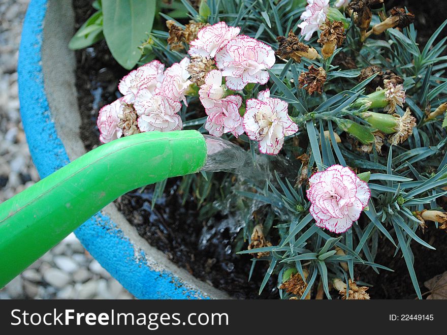 Green watering can waters white flowers in blue pot