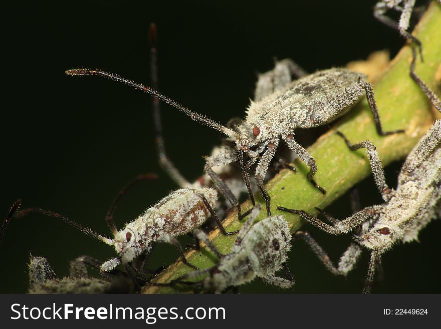 A group of furry shield bug on a small tree