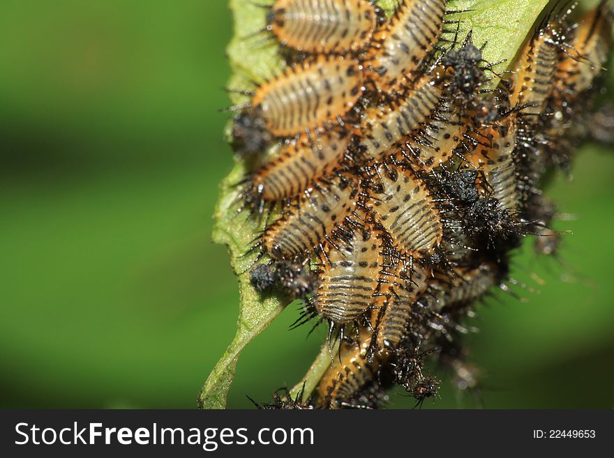 Many shield bug nymphs on a leaf