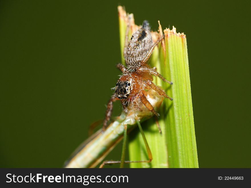 Spider eats shield bug that is bigger than it