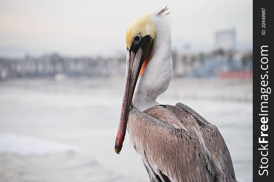 Pelican at Oceanside Pier in Southern California