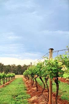 Grape Vines In A Vineyard Stock Photos Grape Vines In A Vineyard Stock Photos