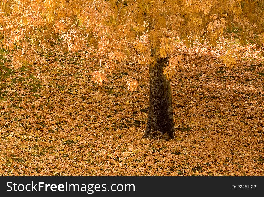 Leaves falling from a tree during the Fall season. Leaves falling from a tree during the Fall season