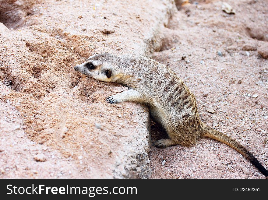 Meerkat in the zoo