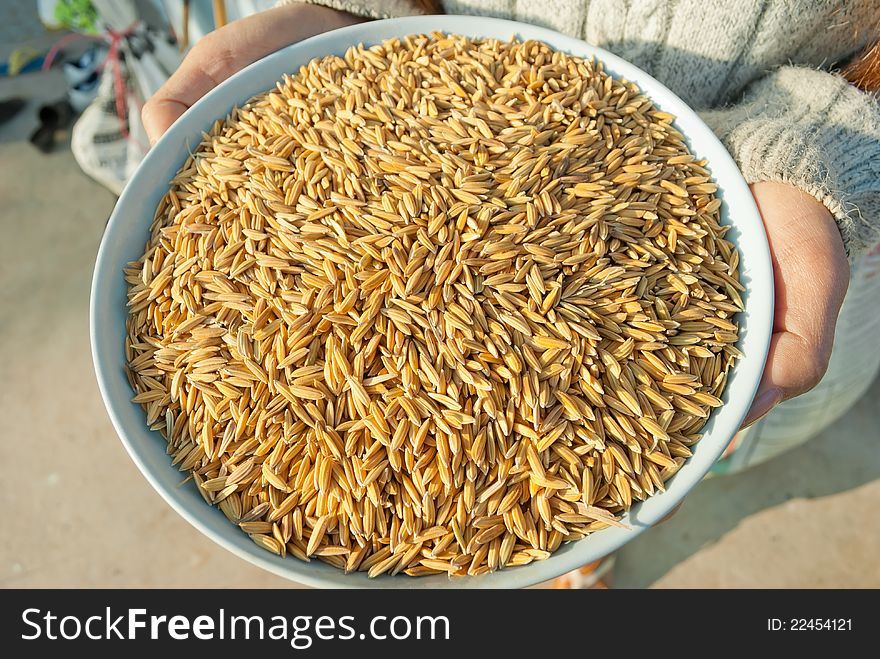 Brown Rice seeds in woman's hands. Brown Rice seeds in woman's hands