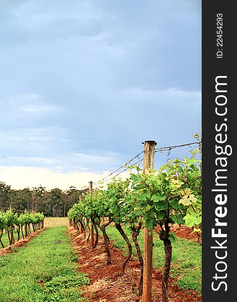 Grape Vines in a Vineyard with stormy clouds