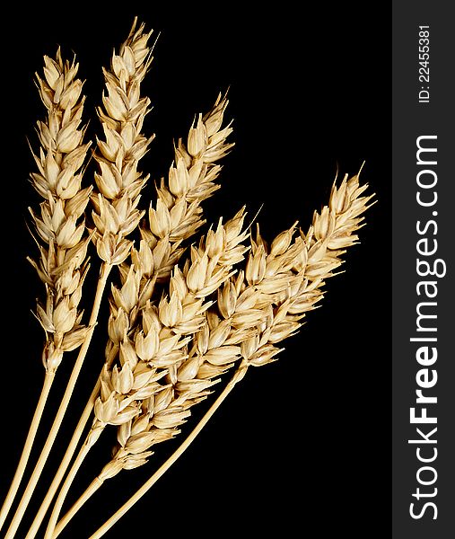Wheat on a black background. Wheat on a black background