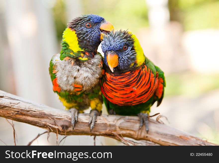 Rainbow Lorikeets Preening