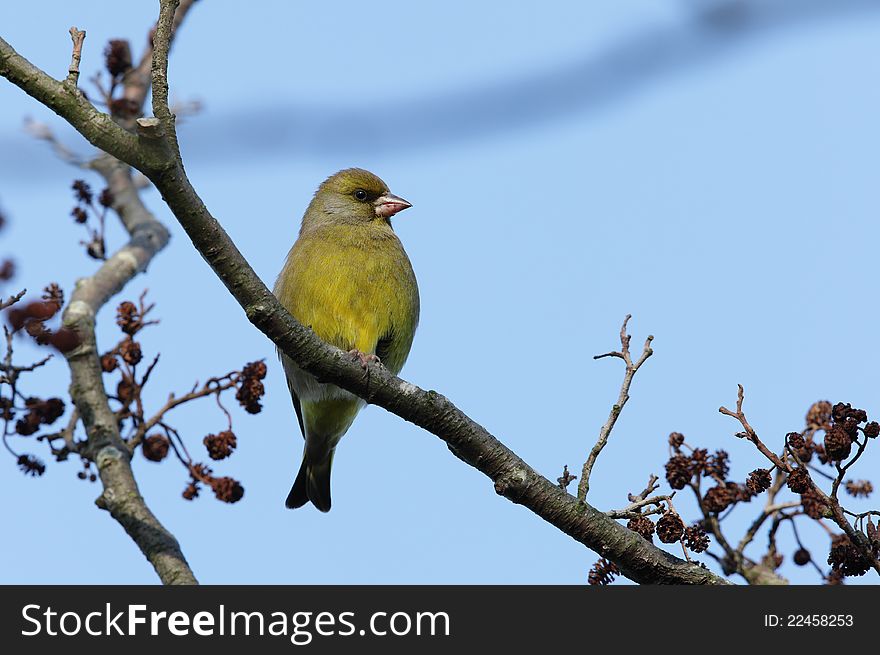 View of a greenfinch perched on a twig. View of a greenfinch perched on a twig.