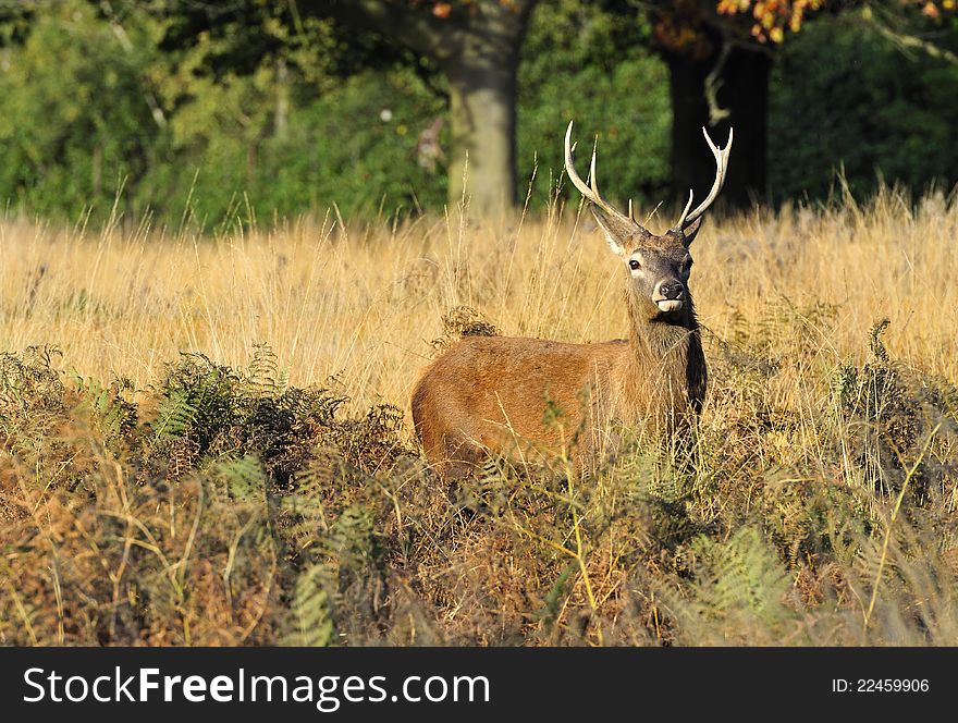 Young Red Deer Stag in Brcken