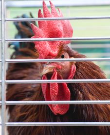 Brown Rooster In Cage Stock Photo