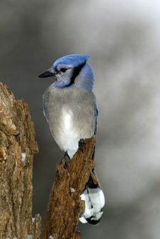 Blue Jay (Cyanocitta Cristata) Stock Images Blue Jay (Cyanocitta Cristata) Stock Images