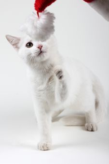 Cat Playing With Santa Hat Royalty Free Stock Photo Cat Playing With Santa Hat Royalty Free Stock Photo