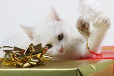 Kitty Cat Playing With Santa Hat Stock Photography Kitty Cat Playing With Santa Hat Stock Photography