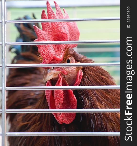 Side view of a dark brown rooster in a birdcage. Side view of a dark brown rooster in a birdcage