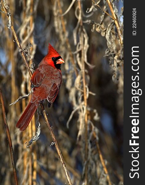 A male Northern Cardinal perches in the sun on a summer morning. A male Northern Cardinal perches in the sun on a summer morning.