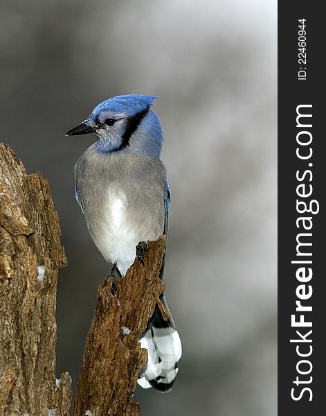 A Blue Jay perches on a snag on a winter morning. A Blue Jay perches on a snag on a winter morning.