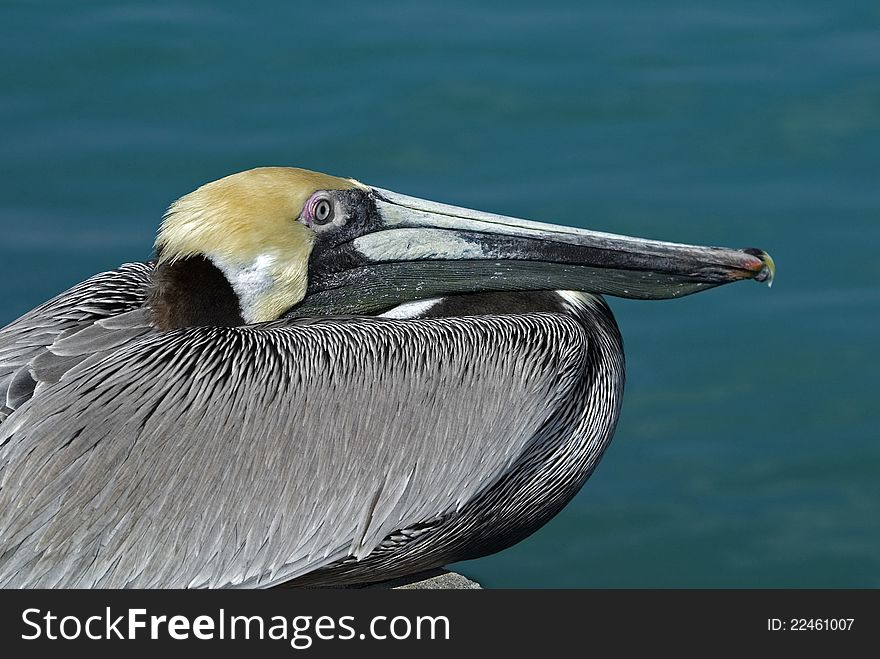 A Brown Pelican sits on a sea wall sunning. A Brown Pelican sits on a sea wall sunning.