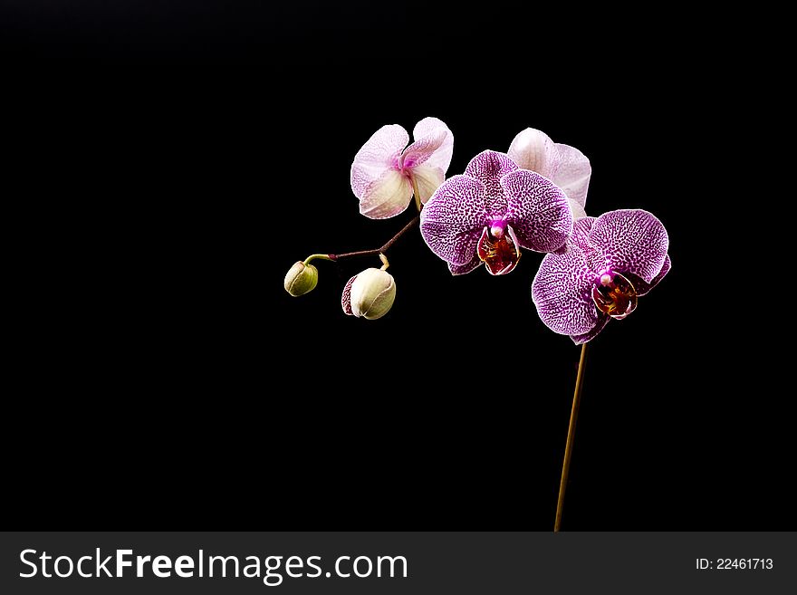 Blooming purple Orchids on empty space