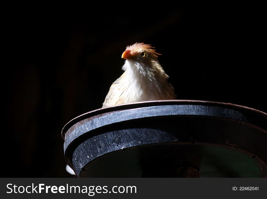 Little Guira Cuckoo bird drinking water from bowl