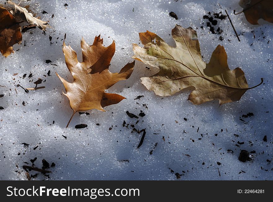 Two brown oak leaves on white icy snow, one leaf right side up and one upside down. Two brown oak leaves on white icy snow, one leaf right side up and one upside down