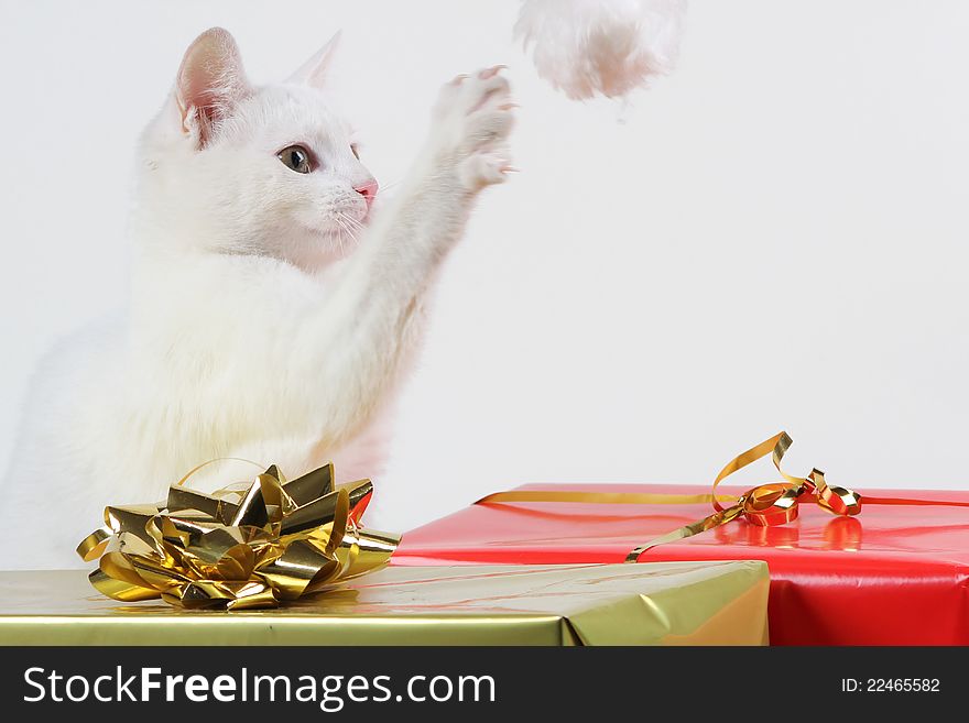 White kitten having fun with red santa hat. White kitten having fun with red santa hat