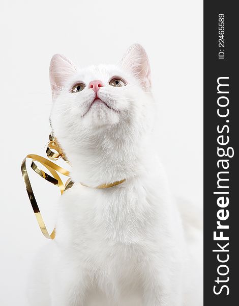 Funny white kitty cat having fun with presents. Funny white kitty cat having fun with presents