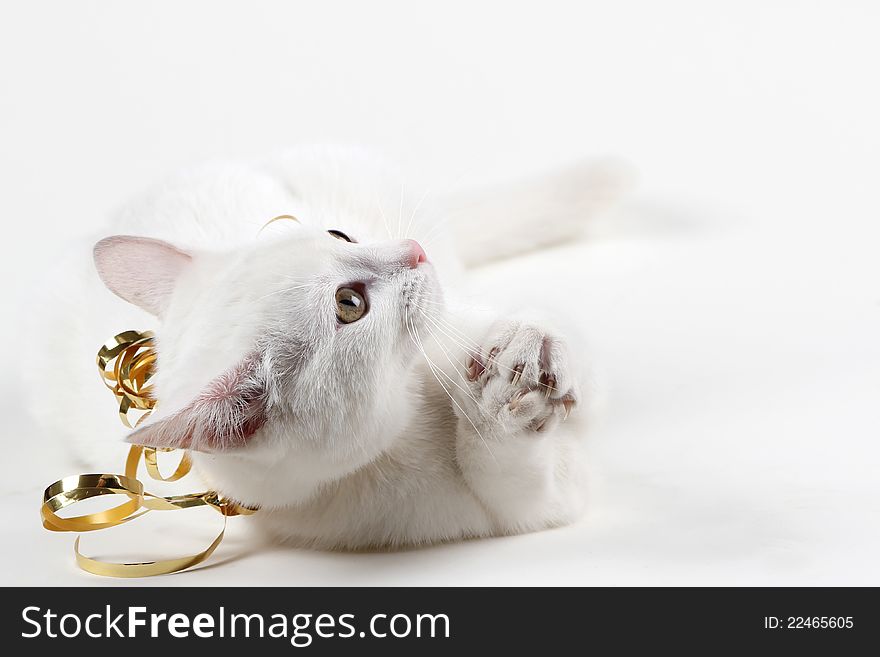 Cat Playing With Ribbon