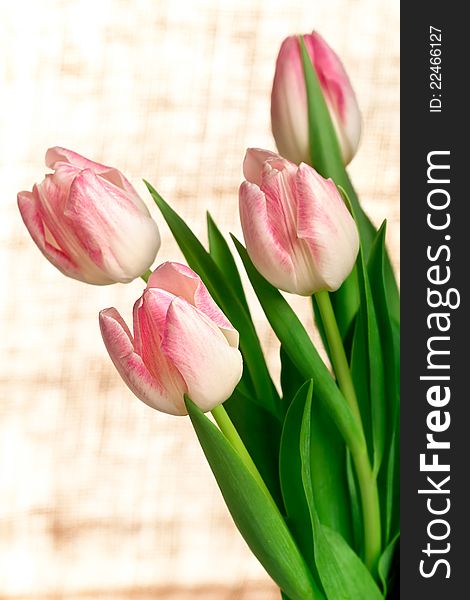 Beautiful Pink Tulips, Closeup Shot