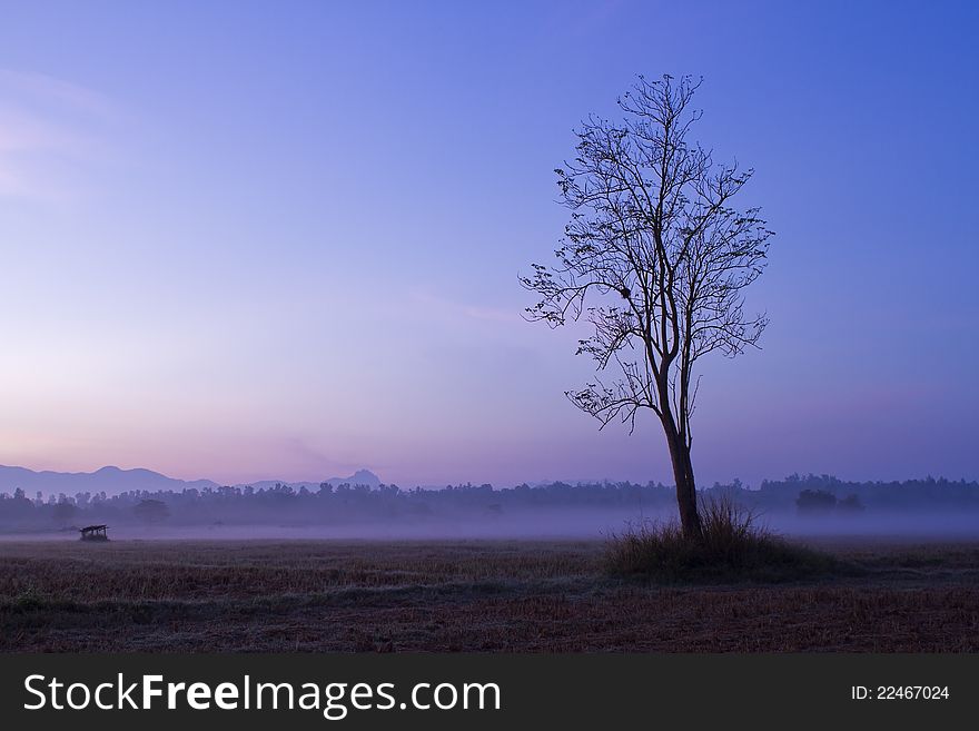 Lonely tree on the field and fog. Lonely tree on the field and fog