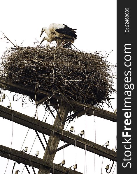 Family of white storks in nest on top of power pole