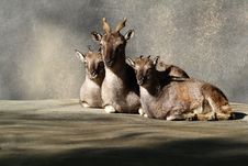 Mom And Kid Goats Royalty Free Stock Photos Mom And Kid Goats Royalty Free Stock Photos