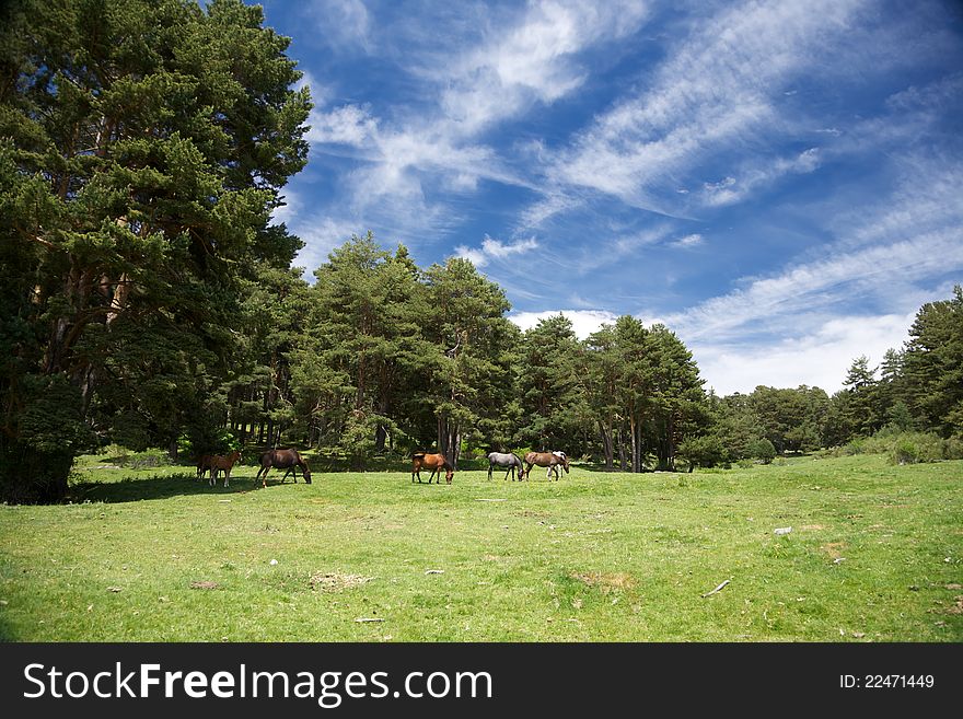 Landscape With Horses In Gredos