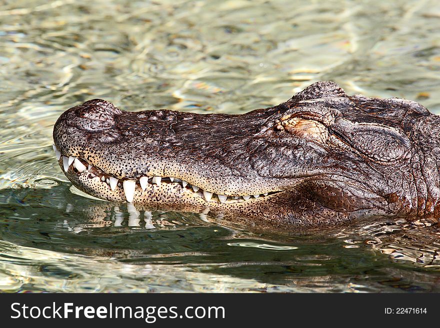 Common American Alligator Basking In Clear Water