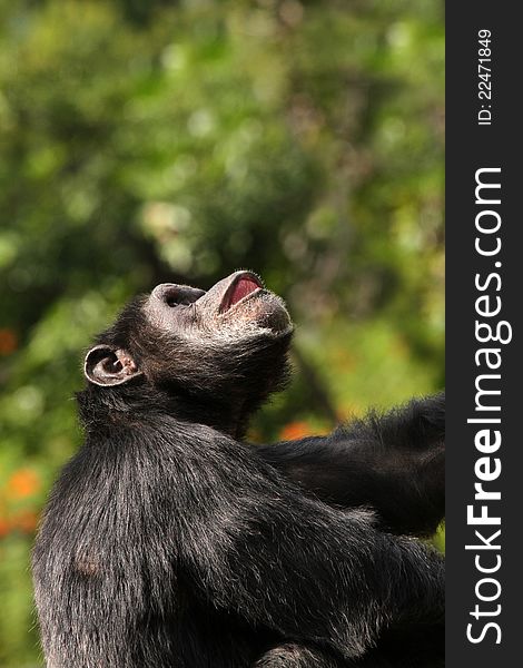 Single Chimp Looking Up With Blurred Green Background. Single Chimp Looking Up With Blurred Green Background