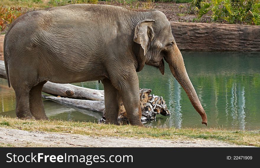 Female Asian Elephant Standing By Green Pool Ready To Drink