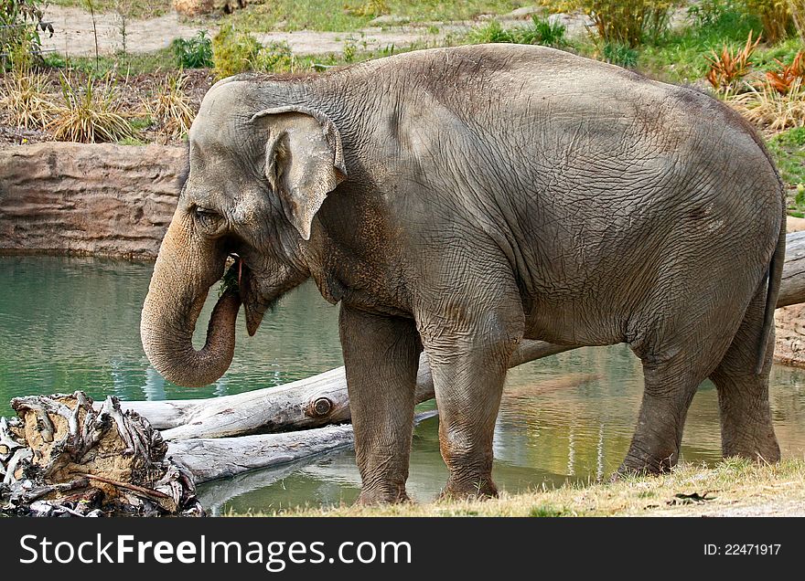 Female Asian Elephant Standing By Green Pool Drinking