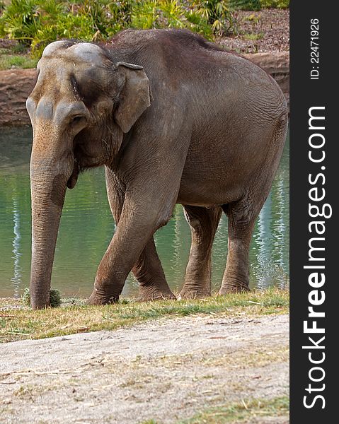 Female Asian Elephant Walking By Green Pool to Drink