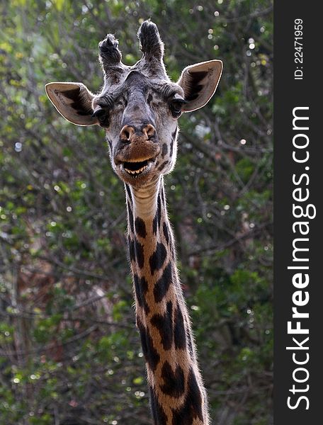 Mature Male Masai Giraffe Head Looking At Viewer Showing Teeth With Backlighting