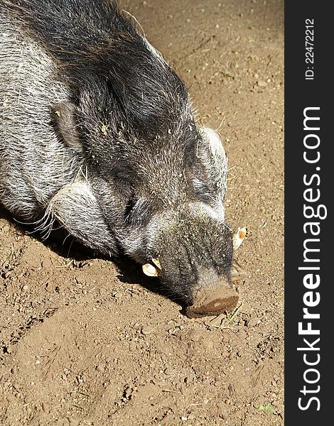 Philippine Boar Hog Lying In Dirt With Prominent Tusks Close Up. Philippine Boar Hog Lying In Dirt With Prominent Tusks Close Up