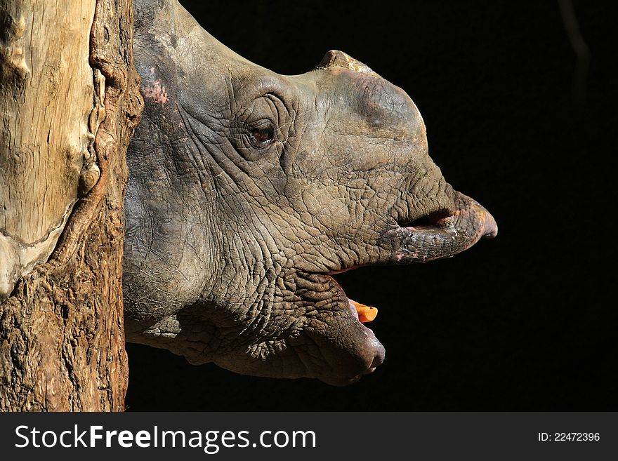 Indian Rhino Profile Behind Tree Turnk. Indian Rhino Profile Behind Tree Turnk