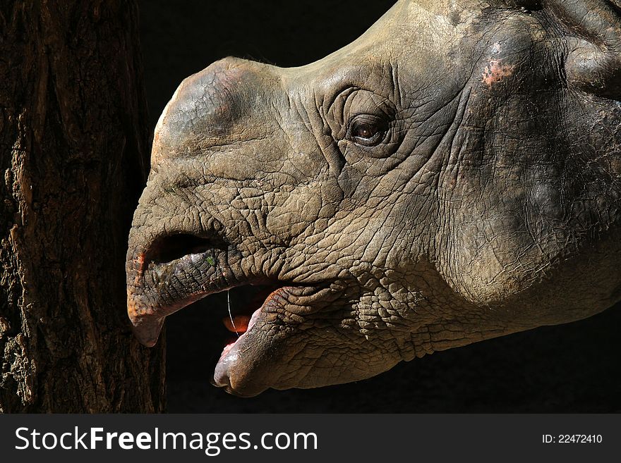 Close Up Profile Portrait Detail Of Textured Indian Rhino Against Dark Background. Close Up Profile Portrait Detail Of Textured Indian Rhino Against Dark Background