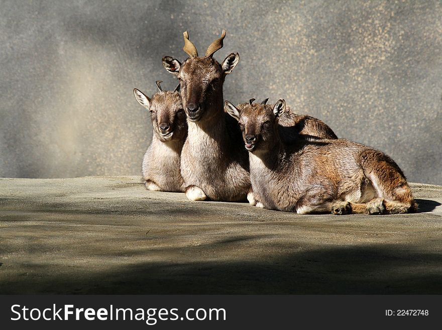 Mother Mountain Goat With Two Young Kids Against Gray Background. Mother Mountain Goat With Two Young Kids Against Gray Background