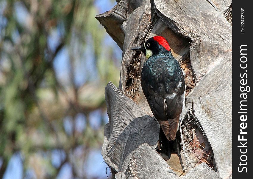 Red Head Woodpecker Posing In Profile On A Palm Tree With Blurred Background