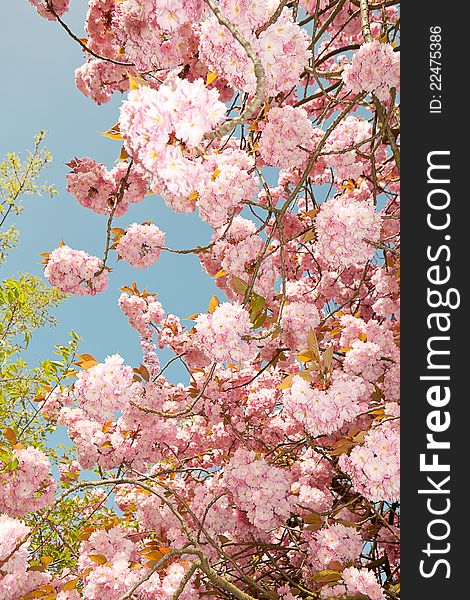Blue sky and soft pastel springtime blossom flowers. Blue sky and soft pastel springtime blossom flowers